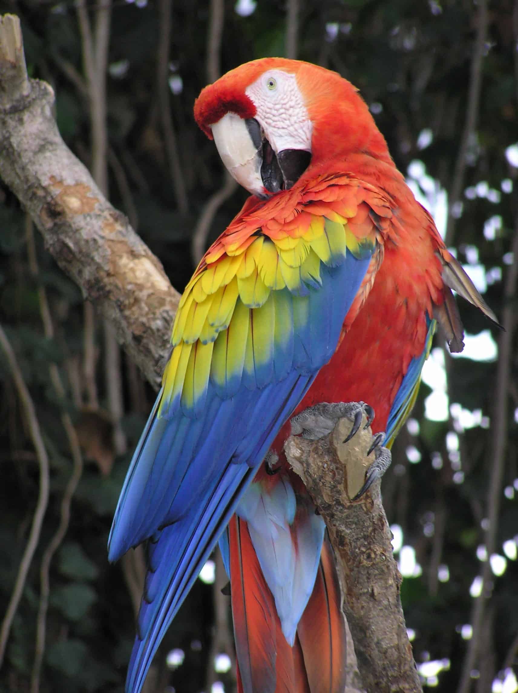 Scarlet Macaw